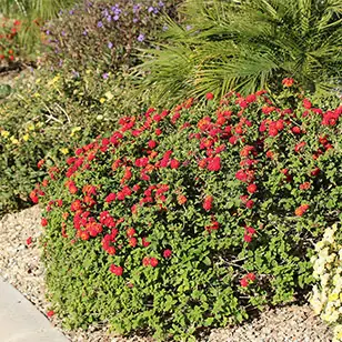 Xeriscaping Plants