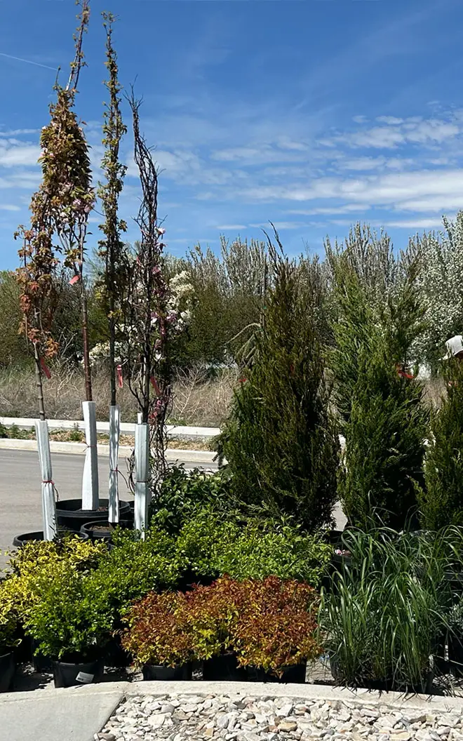 Trees and plants in pots ready for planting