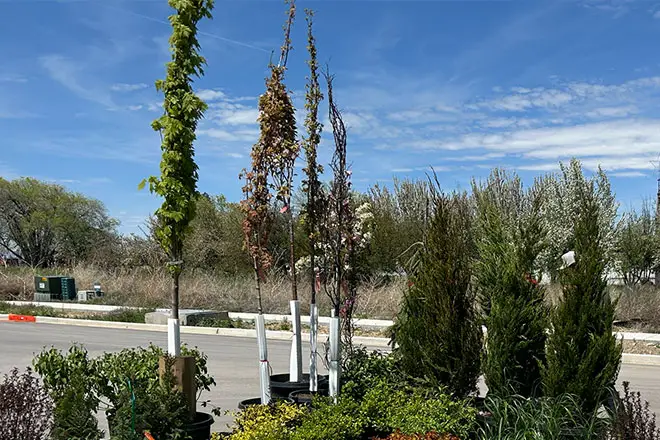 Photo of trees and plants in pots ready for planting